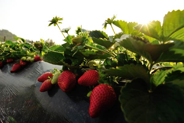 strawberry plant in sun